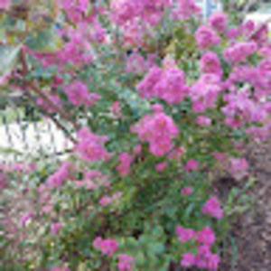 Meet your Posher, Mayra